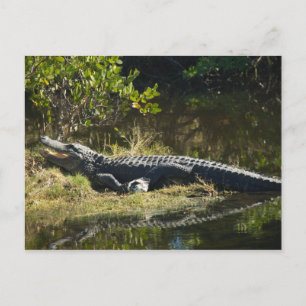Alligator in the Sun Postcard