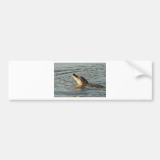 Alligator in the water. bumper sticker