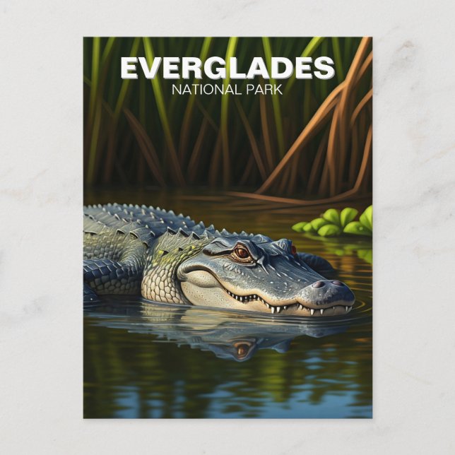 Alligator in water Everglades National Park Postcard (Front)