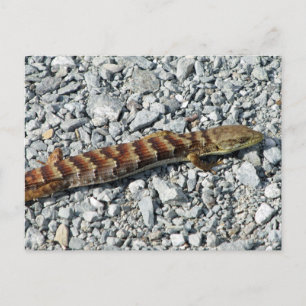 Alligator Lizard Postcard