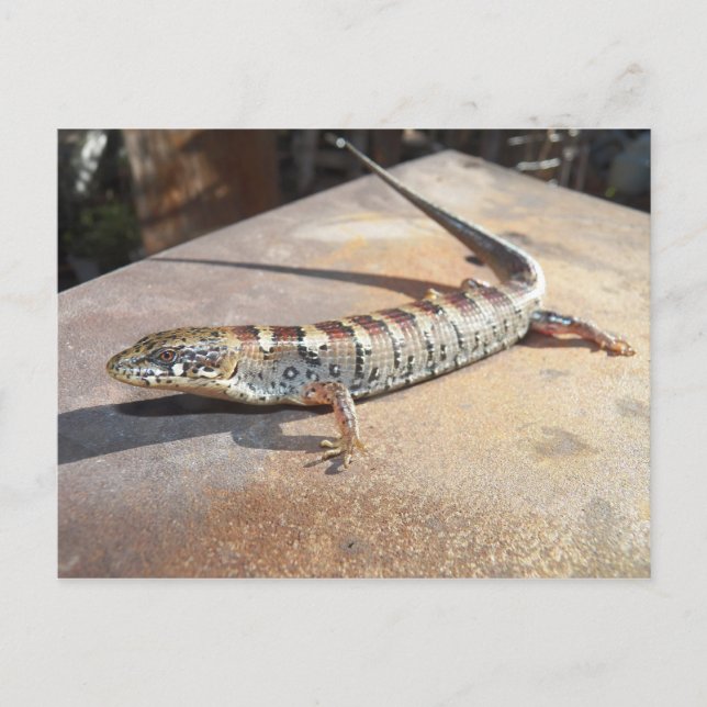 alligator lizard postcard (Front)