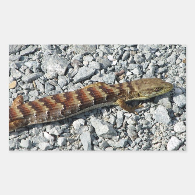 Alligator Lizard Stickers (Front)