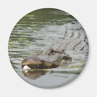 Alligator Magnet
