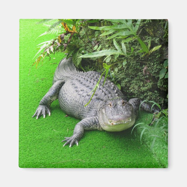Alligator Magnet (Front)