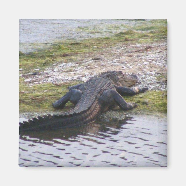 Alligator Magnet (Front)