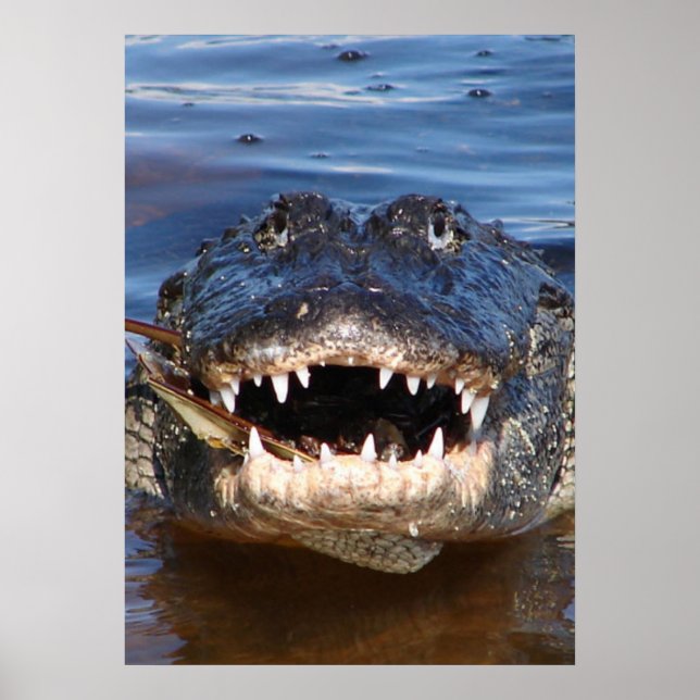 Alligator Mississipiensis Poster (Front)