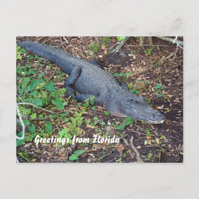 alligator on land postcard (Front)