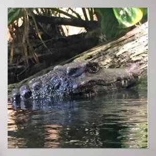Alligator Photo Poster
