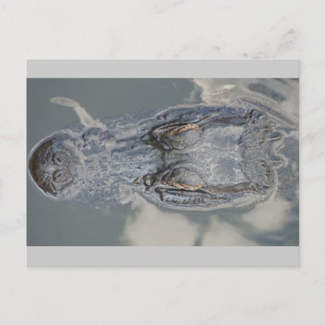 Alligator Postcard (Front)
