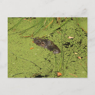 Alligator  postcard