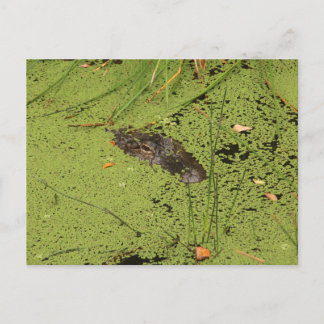 Alligator postcard