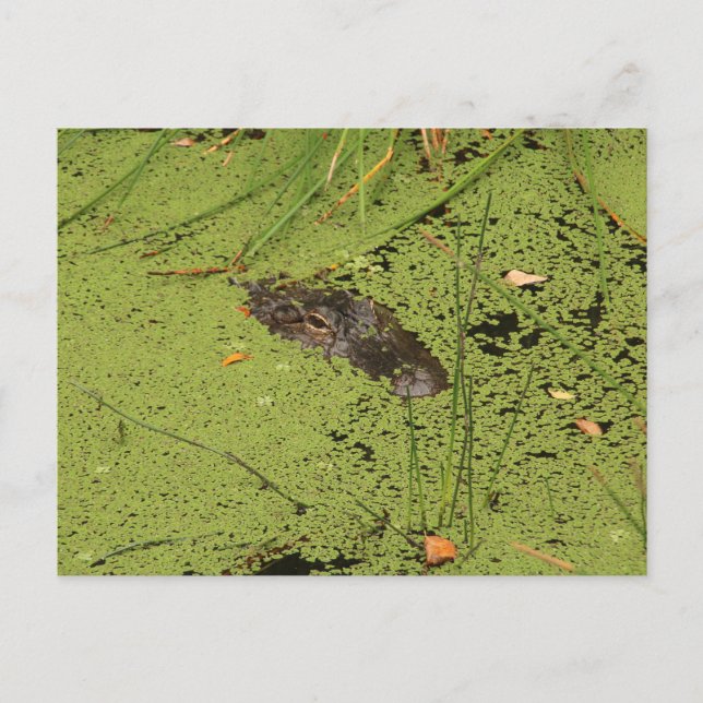 Alligator  postcard (Front)