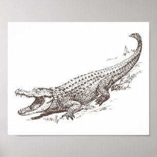 Alligator Realistic Illustration Poster