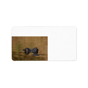 Alligator Reflections Label