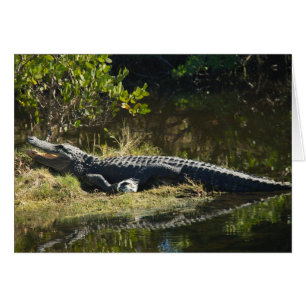 Alligator se prélassant sur la rive Floride Faune
