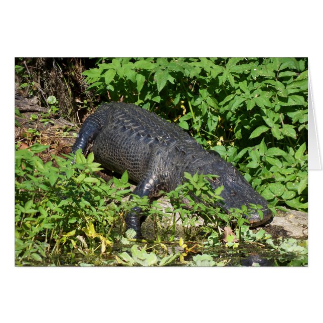 Alligator Silver River (Front Horizontal)