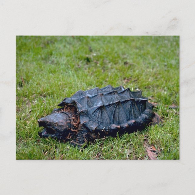Alligator Snapping Turtle Postcard (Front)