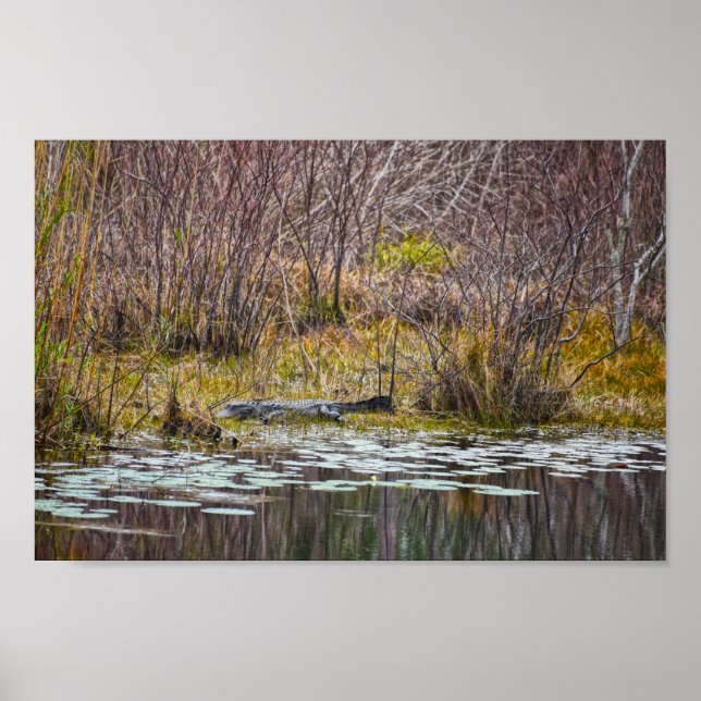 Alligator Sunning at Galliard Lake, Dauphin Island Poster (Front)