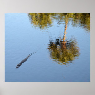 Alligator Swimming in a South Carolina Pond Poster