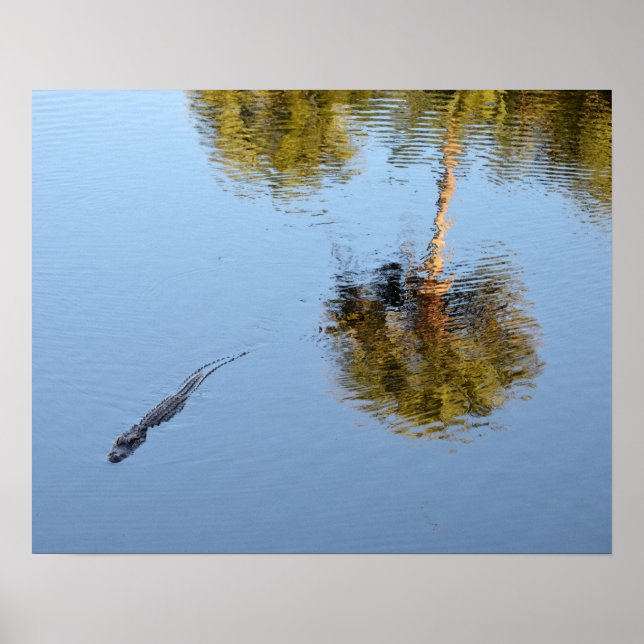 Alligator Swimming in a South Carolina Pond Poster (Front)
