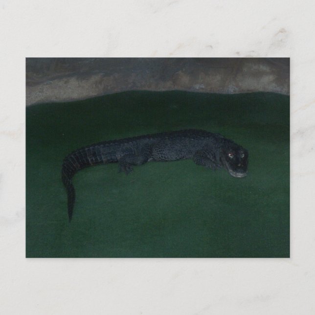 Alligator ~ What's in the Dark? Postcard (Front)