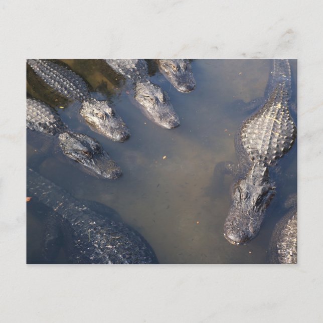 Alligators # 3 postcard (Front)