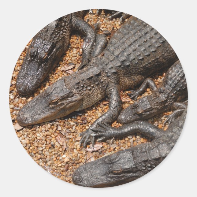alligators classic round sticker (Front)