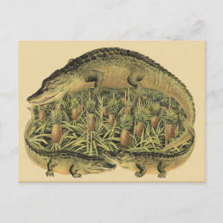 Alligators, Pineapples, Postcard