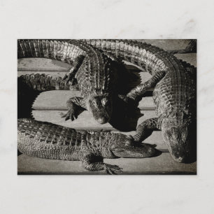 Alligators  postcard