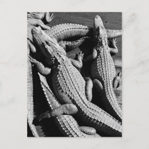 Alligators  postcard