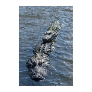 Alligators Resting in Shallow Water Acrylic Print