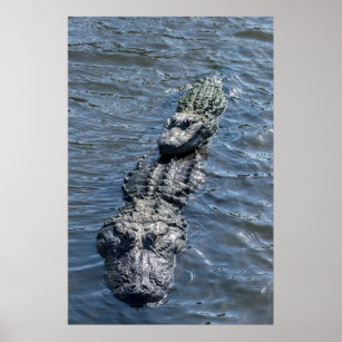 Alligators Resting in Shallow Water Poster