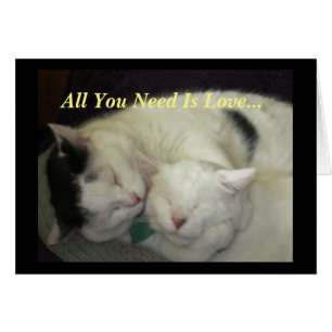 Allis & Abbie The Cats All You Need is Love Card