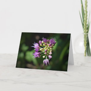 Allium, card