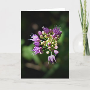 Allium, carte