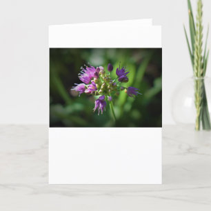 Allium, carte