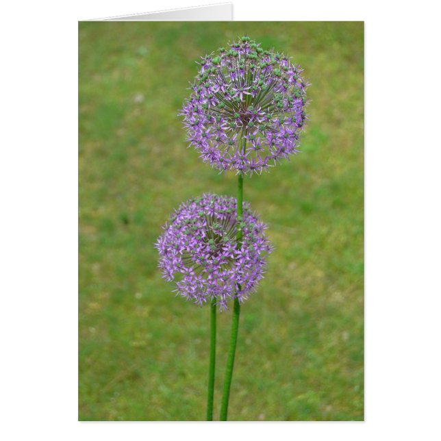 Allium deux (Devant)