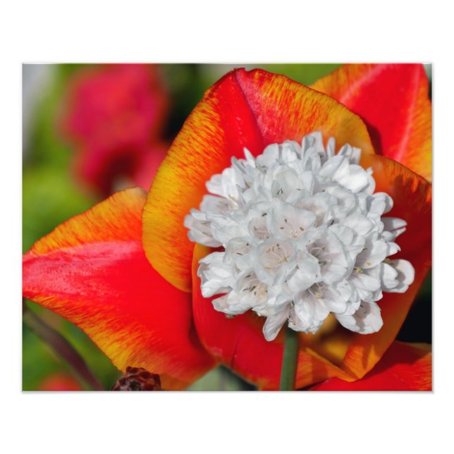 Allium flower photo print (Front)