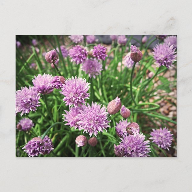 Allium Flowers Postcard (Front)