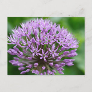 Allium giganteum postcard