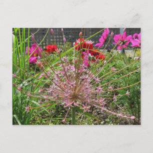 Allium Schubertii Postcard