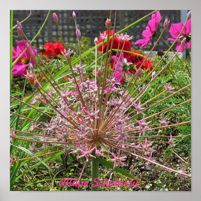 Allium Schubertii Print (Front)