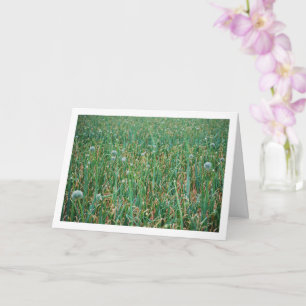 Allium, Wild Onion Blossom Card