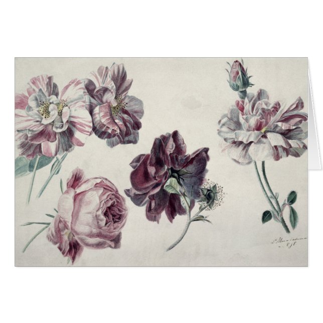 Alma-Tadema | ROSE (Devant horizontal)