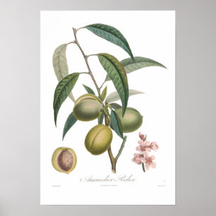 Almond,Amandier-pecher Poster