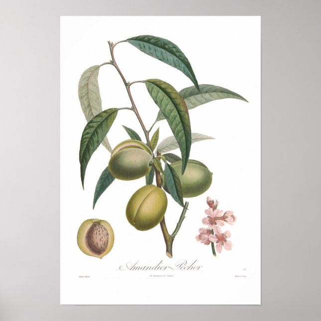 Almond,Amandier-pecher Poster (Front)