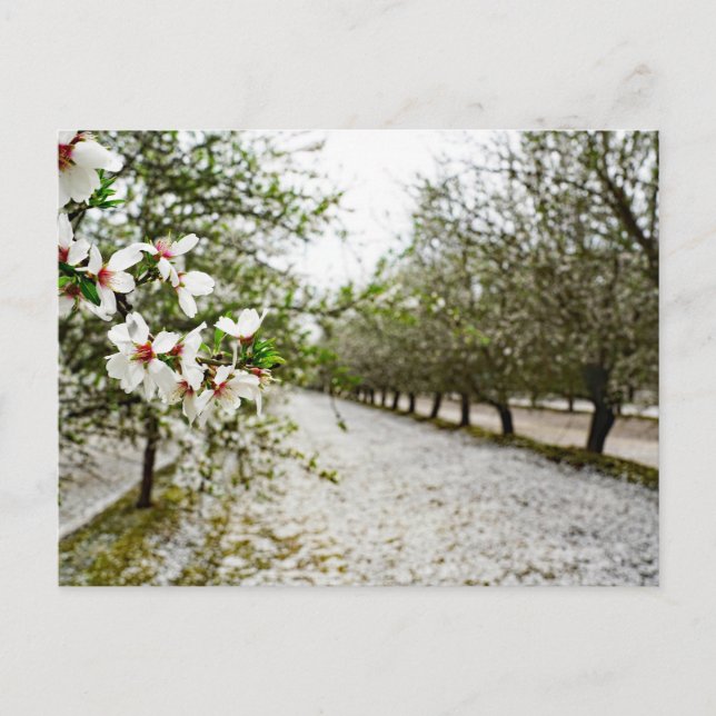 Almond bloom in California Postcard (Front)