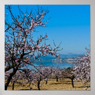 Almond Blossom 3 Poster
