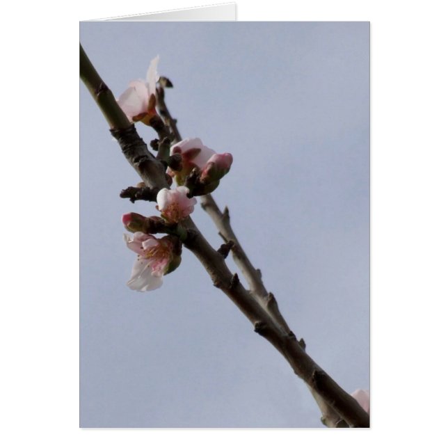 Almond Blossom Card (Front)