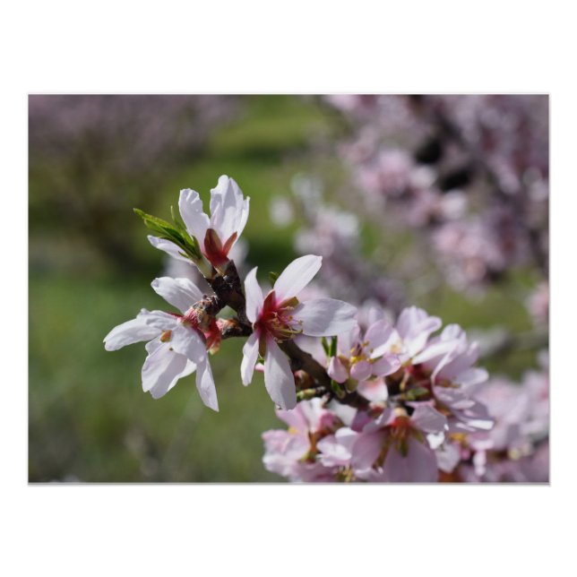 Almond Blossom close-up Poster (Front)